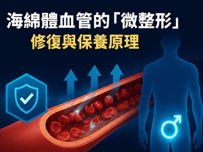 🛠️ 海綿體血管的「微整形」:詳解每日錠的修復與保養原理 🛠️ 海綿體血管的「微整形」:詳解每日錠的修復與保養原理